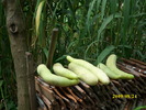 DSCI0454
