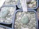 Lophophora fricii