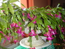craciunita