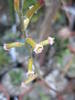 Adromischus altsonii - flori