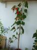 abutilon