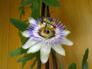 passiflora