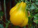 Tomato Yellow Pear (2009, Aug.07)