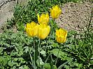 Y-IMG_0198