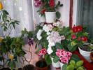 Flori-09