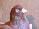 Rosu Batranu, cel mai bun reproducator, porumbel din 1995