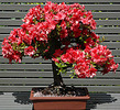 bonsai_azalea