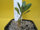 Adenium Super Moonlight Fairy