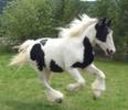 cal irish cob