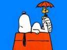 snoopy (70)