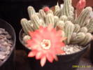 53-Chamaecereus silvestri