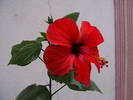 hibiscus simplu rosu