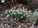 800px-Blaikiewell_snowdrops