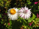 Picture 029