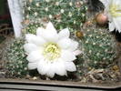 Rebutia x cv. Snow White