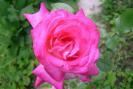 gradina 2008 008