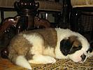 Saint Bernard