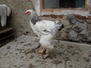 Cocos brahma herminat deschis