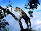 webshots116