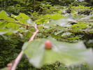 DSCF6016