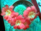 Rebutia pseudodeminuta