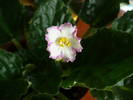 Susie Sunshine