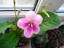 streptocarpus