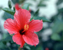Hibiscus Painting