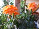 21 aug 2008 028