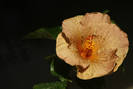 Hibiscus Topaz Glory