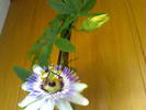 Passiflora