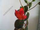 Kohleria Cybele 2