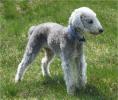 BEDLINGTON TERIER