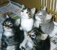 KITTENS