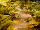 nature (102)