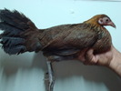 Gallus lafayetii