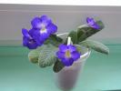 streptocarpus mov cu ochi galben