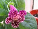 Kohleria Pendulina 3