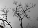 DSCF2209