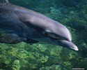 dolphin04
