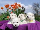 cristal puppies