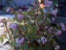 BEGONIA SEMPERFLORENS