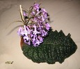 streptocarpus_sp_1