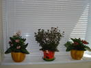 MINI COLECTIE kalanchoe