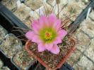 sclerocactus_havasupaiensis8