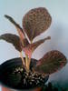 episcia chocolate cream