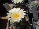 Coryphantha maiz tablensis