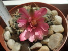 Gymnocalycium baldianum