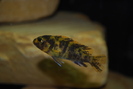 dsc0280f