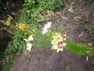 DSCI0749